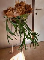 Uitzonderlijk mooie hertshoornvaren 20 jaar oud., Autres espèces, En pot, Moins de 100 cm, Enlèvement