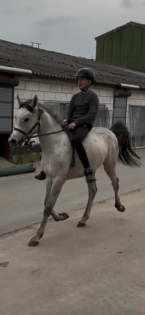 Joli jeune étalon arabe (ou hongre), Animaux & Accessoires, Étalon, Débourré, Avec pedigree