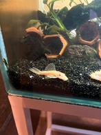 L144 ancistrus jonge man, Poisson, Poisson d'eau douce, Banc de poissons