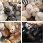 poussins a commander 7 rasses traditionelle pour 5 mai, Femelle, Poule ou poulet