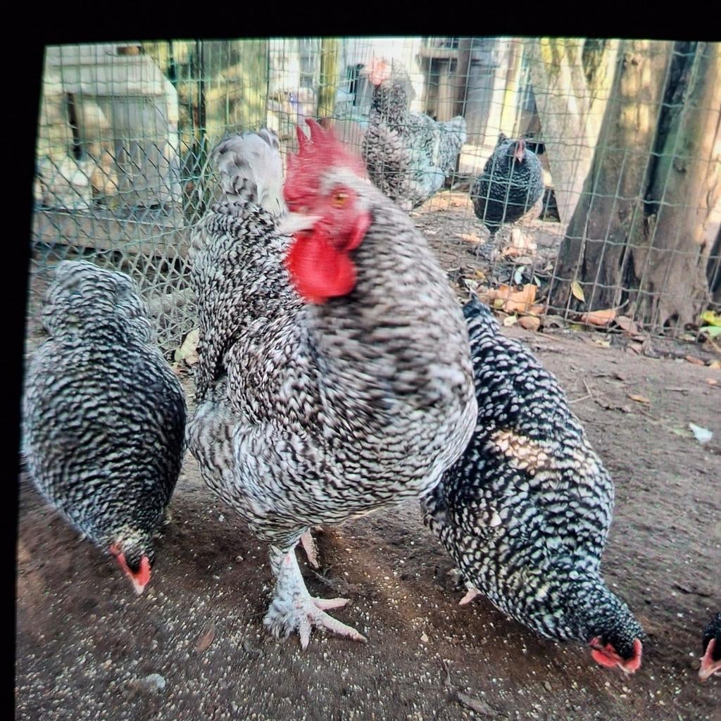 Broedeieren Mechelse koekoek, Dieren en Toebehoren