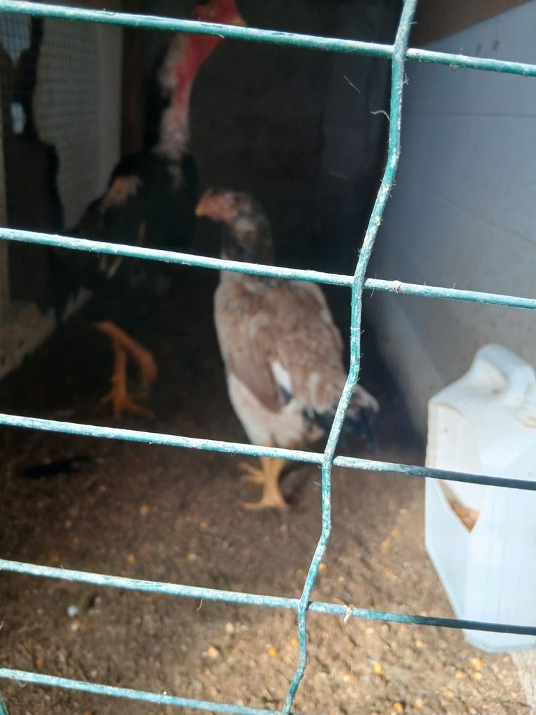 Poulet Jap/Ulekan, Poule ou poulet