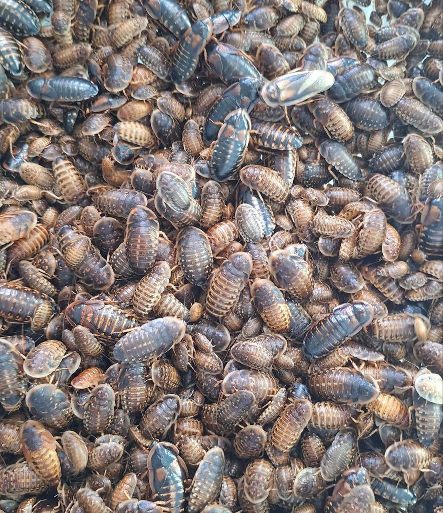 Dubias, Animaux & Accessoires, Oiseaux | Accessoires, Enlèvement