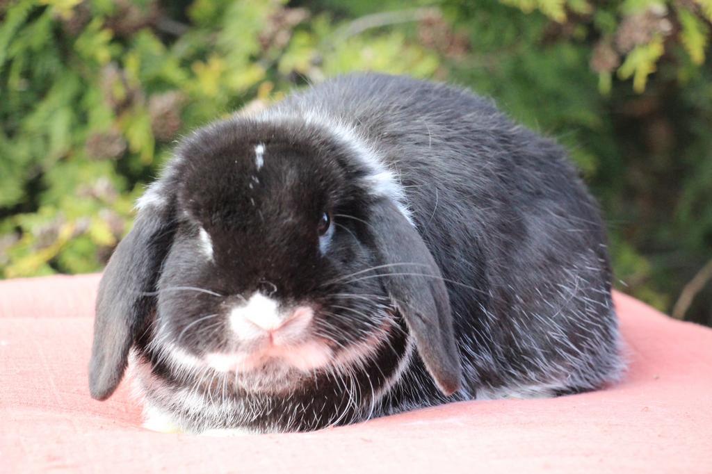 Super lieve nhd ram, Dieren en Toebehoren, Konijnen, Klein, Mannelijk, 0 tot 2 jaar, Hangoor