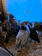 Poussins de Lakenvelder, Sexe inconnu, Poule ou poulet