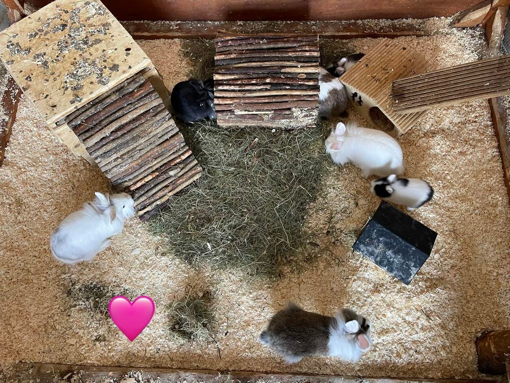 Hangoor/ leeuwenkop Konijnen, Animaux & Accessoires, Rongeurs, Plusieurs animaux, Autres types, Novembre, Domestique