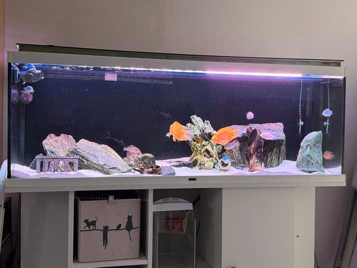 Vissen + aquarium te koop zie omschrijving, Dieren en Toebehoren, Vissen | Aquaria en Toebehoren, Zo goed als nieuw, Ophalen