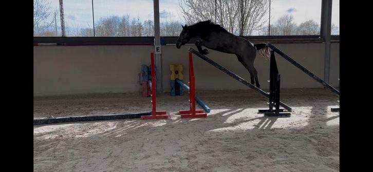 3 jarige ruin, Dieren en Toebehoren, Paarden, Ruin, Zadelmak