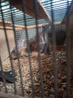 Mexicaanse roodmussen 15euro stuk   25euro koppel  rode