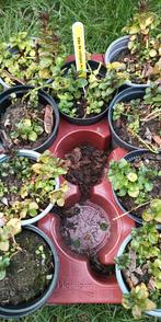 Eau de Cologne à la menthe, Enlèvement ou Envoi, Herbes, Été, Plante fixe