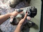 Akita Inu-puppy, Meerdere, 8 tot 15 weken, Meerdere dieren, België