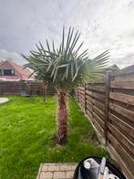 3x palmbomen, Tuin en Terras, Ophalen