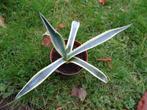 Agave americana variegata, En pot, Plante verte, Plein soleil, Plante succulente