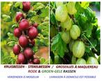 RODE EN GROEN-GELE KRUISBESSEN (STEKELBESSEN), 5 VOOR 20€, Vaste plant, Fruitplanten, Ophalen of Verzenden, Lente