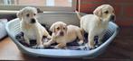 Blonde Labrador pups, Dieren en Toebehoren, Honden | Retrievers, Spaniëls en Waterhonden, België, CDV (hondenziekte), 8 tot 15 weken