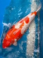 60 cm doitsu sanke koi, Dieren en Toebehoren, Vissen | Vijvervissen, Karper of Koi