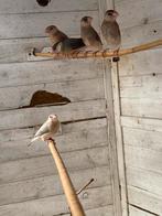 Rijstvogel / Padda, Dieren en Toebehoren, Geslacht onbekend