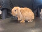 Jong dwerghangoor konijntje, Dieren en Toebehoren, Konijnen, Dwerg