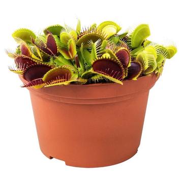 Plantes carnivores (piège à mouches Venus), Enlèvement