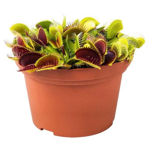 Vleesetende planten (venus vliegenval), Tuin en Terras, Planten | Tuinplanten, Ophalen