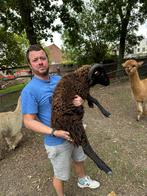 ouessant ram, Dieren en Toebehoren, Schapen, Geiten en Varkens