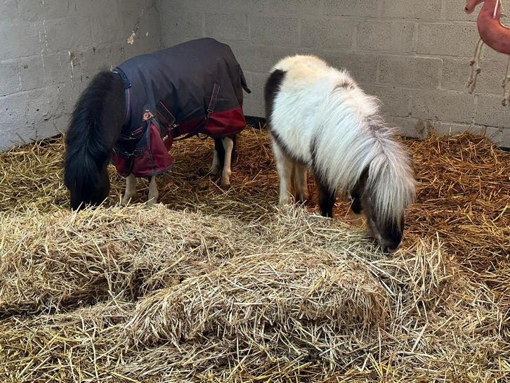 Miniatuurpaardjes, Animaux & Accessoires, Poneys, Étalon, Non dressé, Poney de récréation, 0 à 2 ans, Avec pedigree, Avec puce électronique