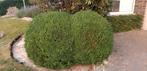 2 grote buxusbollen, Tuin en Terras, Ophalen, Buxus, Struik, 100 tot 250 cm