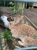 Jonge vleeskonijnen, Dieren en Toebehoren