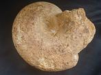 Grande ammonite de France - calamar fossile - 9,1 kg, Enlèvement ou Envoi, Fossile