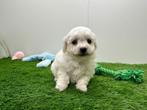 Nestje Bichon Frisé puppy's, Dieren en Toebehoren, Honden | Chihuahua's en Gezelschapshonden, België, Overige rassen, 8 tot 15 weken