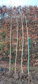 Jonge geknotte essen (Fraxinus excelsior), Tuin en Terras, Planten | Bomen, Ophalen