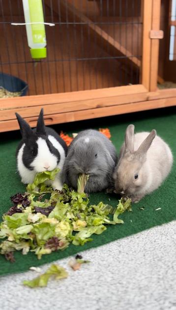 3 gevacineerde mini dwerg konijnen super tam te koop beschikbaar voor biedingen