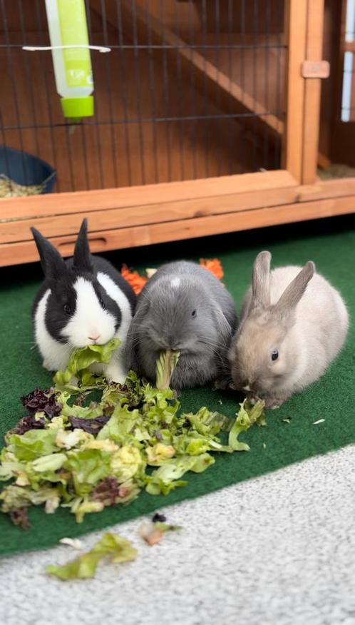 3 gevacineerde mini dwerg konijnen super tam te koop, Dieren en Toebehoren, Knaagdieren en Konijnen | Hokken en Kooien, Ophalen