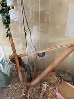 Compleet terrarium met twee koren slangen van 2 jaar oud ., Dieren en Toebehoren, Slang, Met terrarium, 0 tot 2 jaar