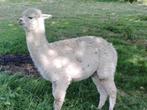 Drachtige alpaca merries, Dieren en Toebehoren, Schapen, Geiten en Varkens, Vrouwelijk, 3 tot 5 jaar