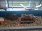 Cavia's, Dieren en Toebehoren, Knaagdieren, Maart, Cavia