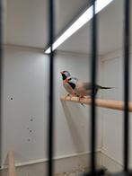 Koppel spitstaartamadine, Dieren en Toebehoren, Meerdere dieren, Tropenvogel, Geringd