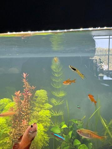 3 endler guppys beschikbaar voor biedingen