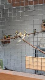 Calopsite lutino, Dieren en Toebehoren, Vogels | Parkieten en Papegaaien