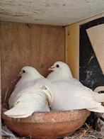 Witte duiven, Dieren en Toebehoren, Vogels | Duiven