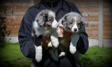 Border Collie pups merle beschikbaar voor biedingen