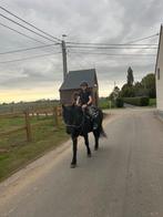 Halve stal d-pony, Ophalen, Zo goed als nieuw