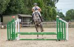 Hunter/springpaard, Merrie, Springpaard, B, Gechipt