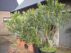 5 grote witte oleanders (2 m hoog), Tuin en Terras, Ophalen