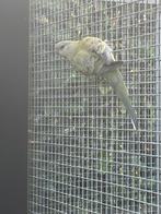Roodrug parkiet pop, Dieren en Toebehoren, Vogels | Parkieten en Papegaaien, Parkiet, Geringd
