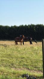 Recherche prairie à louer (Faimes, Celles, Les Waleffes,…), Ophalen