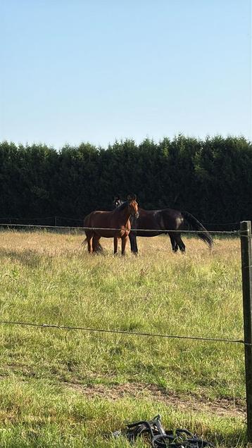 Recherche prairie à louer (Faimes, Celles, Les Waleffes,…) beschikbaar voor biedingen