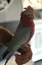 Rose kaketoe, Dieren en Toebehoren, Vogels | Parkieten en Papegaaien, Vrouwelijk, Papegaai, Pratend
