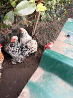 Trio cochin kriel kipjes, Dieren en Toebehoren, Pluimvee