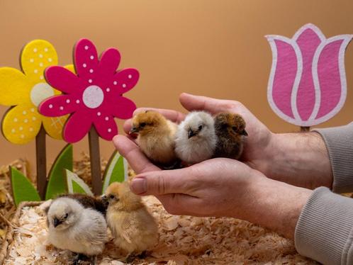 Zijdehoen kriel kuikens hennetjes gesekst en ingeënt, Dieren en Toebehoren, Pluimvee, Kip, Vrouwelijk